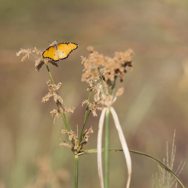 TCheriot Baringo butterfly