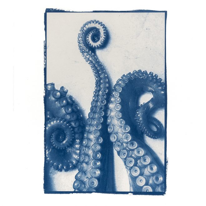 VColipeauCyanotype-005